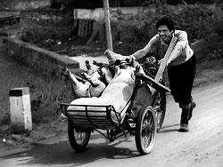 Porks, Chicken, Dogs are transported in quite bad conditions and on all sorts of vehicles in Vietnam.