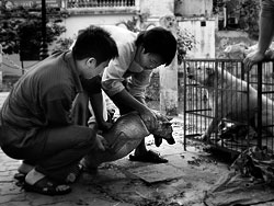 After a meeting in the Goethe Institute we went for lunch on a street restaurant today. While waiting for lunch a saw two dogs in a cage and brought some food to them, because they looked quite unhappy to me.<br><br>I didn't know that it was the last meal for this dog.<br><br>Just before leaving with the bus we were eyewitnesses on the captivation of this dog. It was a quite dramatic scene as the dog was kind of crying pretty loud and peeing all the time.<br><br>Our translator tried to calm us down, but we know (and this was approved later on) that this dog would be prepared for meal.